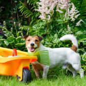 Jack Russell Terrier at backyard looking at camera and smiling